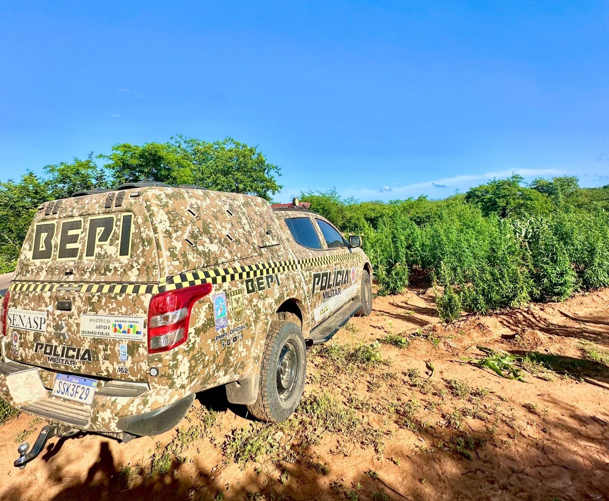 Polícia encontra plantação de maconha e destrói mais de 5 toneladas da droga.