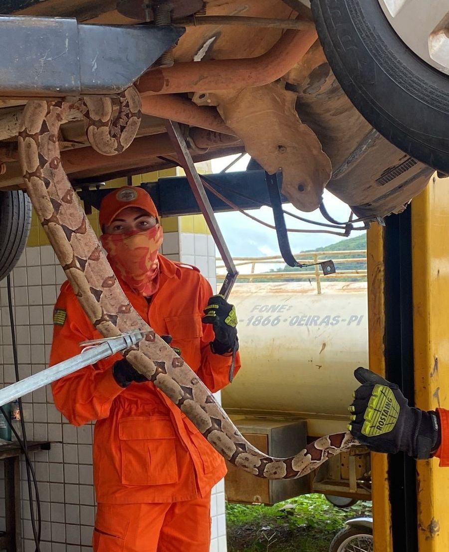 Jiboia aparece dentro de carro em Oeiras e mobiliza Bombeiros.