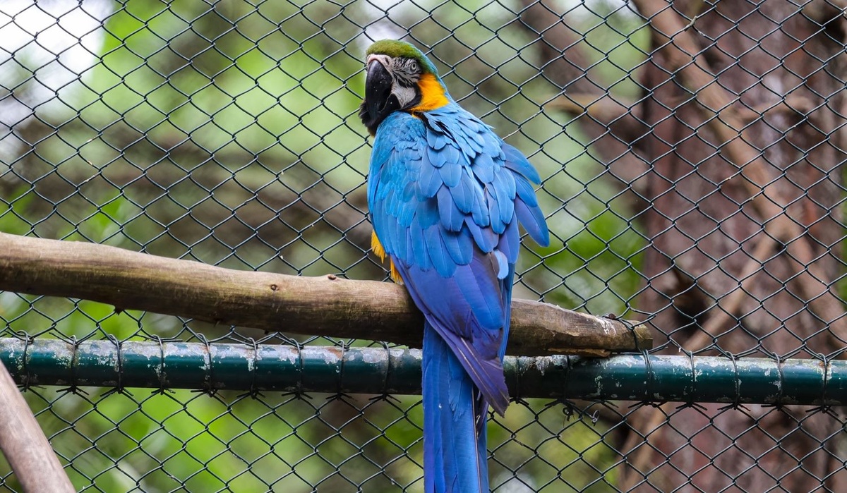 Programa de proteção à fauna silvestre é criado no Piauí.