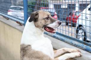 Cães e gatos já podem ter documento de identifacação. (Foto: Reprodução/ Agência Brasil)