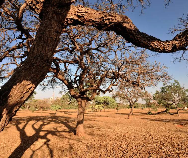Piauí tem 125 municípios em situação de emergência por conta da seca