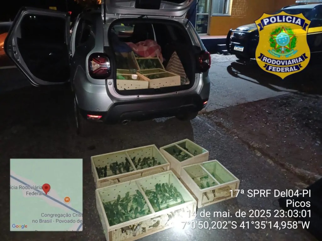 Mais de 300 pássaros silvestres são apreendidos em carro na BR-316.