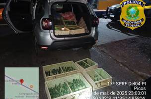 Mais de 300 pássaros silvestres são apreendidos em carro na BR-316. (Foto: Divulgação/ PRF-PI)