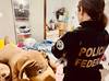 Operação combate pornografia infantil na internet e cumpre mandados no Piauí
