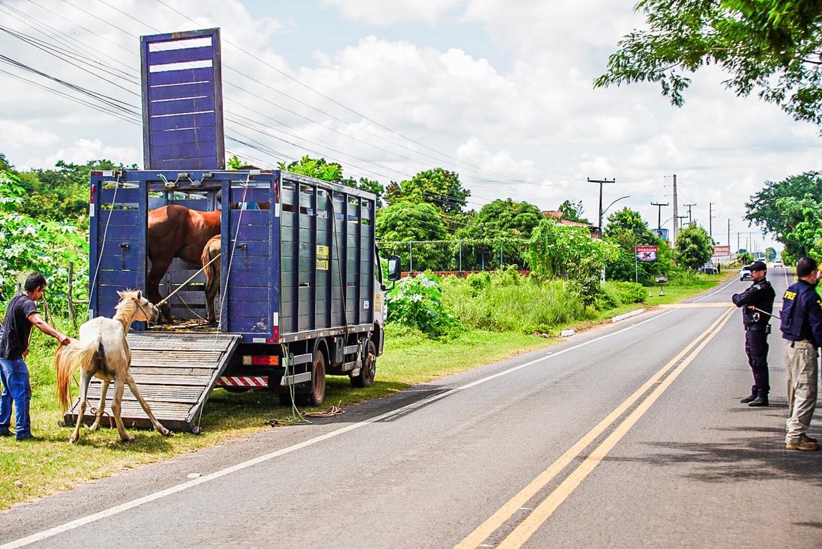 Seis pessoas são autuadas por soltar animais em vias públicas em Altos e Campo Maior.