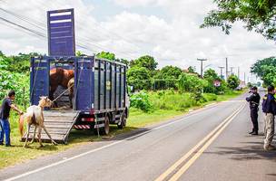 Seis pessoas são autuadas por soltar animais em vias públicas em Altos e Campo Maior. (Foto: Ascom/ SSP)