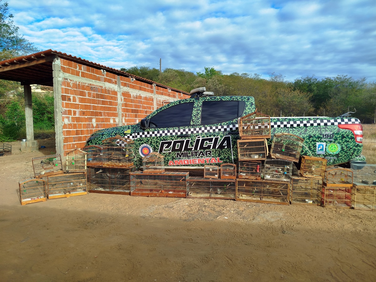 Vinte e uma aves silvestres são resgata das pela PM em São Raimundo Nonato.