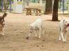 Festas juninas: entenda os perigos dos fogos de artifício para os pets