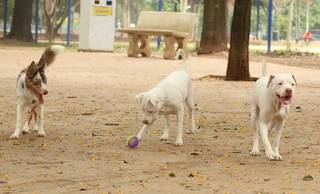 Castração gratuita para cães e gatos abre inscrições na Zona Norte de Teresina Castração gratuita para cães e gatos abre inscrições na Zona Norte de Teresina