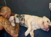 Lei proíbe tatuagem e piercing em cães e gatos; pena pode chegar a cinco anos de prisão