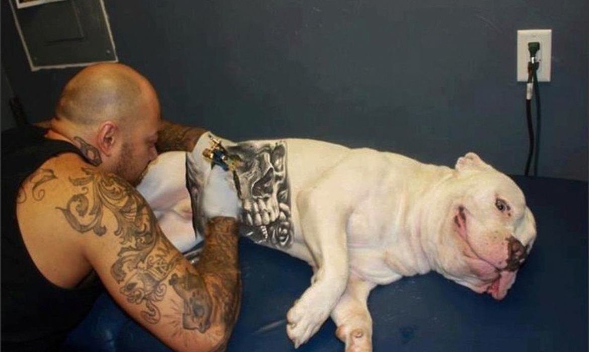 Lei proíbe tatuagem e piercing em cães e gatos.