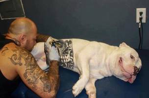 Lei proíbe tatuagem e piercing em cães e gatos. (Foto: Divulgação)