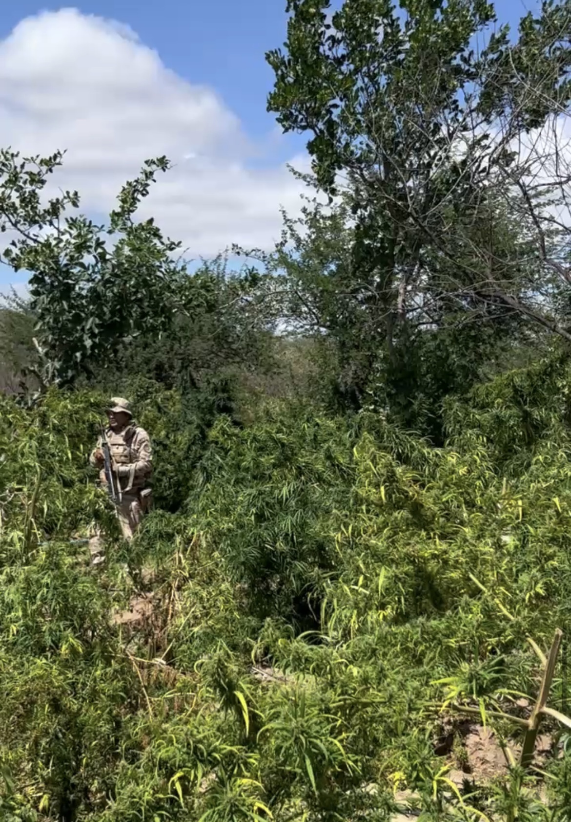 Roça de maconha e encontrada pelas polícias do Piauí e do Pernambuco.