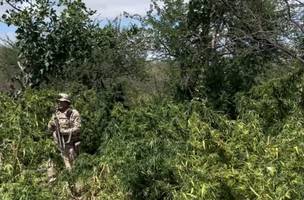 Roça de maconha e encontrada pelas polícias do Piauí e do Pernambuco. (Foto: Ascom/SSP)