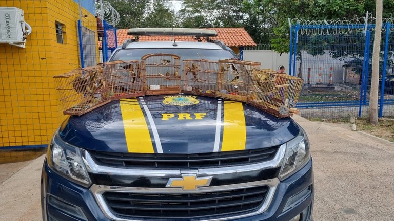 PRF resgata 35 aves silvestres transportadas ilegalmente em Parnaíba.