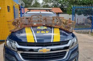 PRF resgata 35 aves silvestres transportadas ilegalmente em Parnaíba. (Foto: Reprodução/ Ascom)