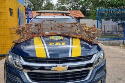 PRF resgata 35 aves silvestres transportadas ilegalmente em Parnaíba. PRF resgata 35 aves silvestres transportadas ilegalmente em Parnaíba.