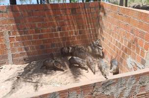 Animais silvestres são resgatados de criadouro ilegal no Piauí. (Foto: Divulgação/ PRF)