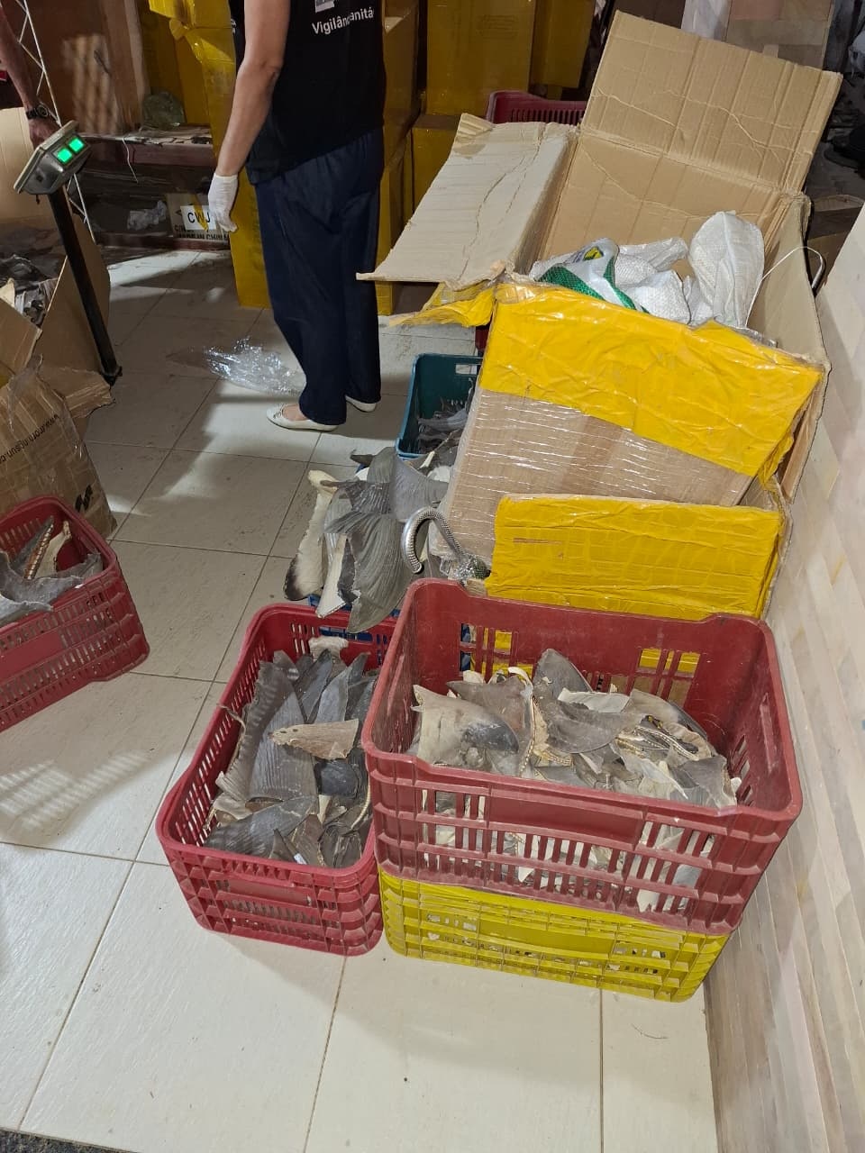 PF encontra 2 toneladas de barbatanas de tubarão após denúncia de mau cheiro em Parnaíba.