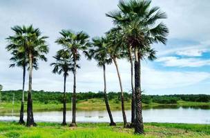Piauí mantém liderança na produção de pó de carnaúba, mas setor extrativista encolhe. (Foto: Reprodução/ Divulgação)