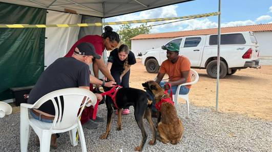 Busão da Castração retorna a Teresina com duas unidades a partir desta quarta-feira