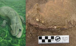 Fóssil encontrado no PI revela nova espécie de animal de 280 milhões de anos Fóssil encontrado no PI revela nova espécie de animal de 280 milhões de anos