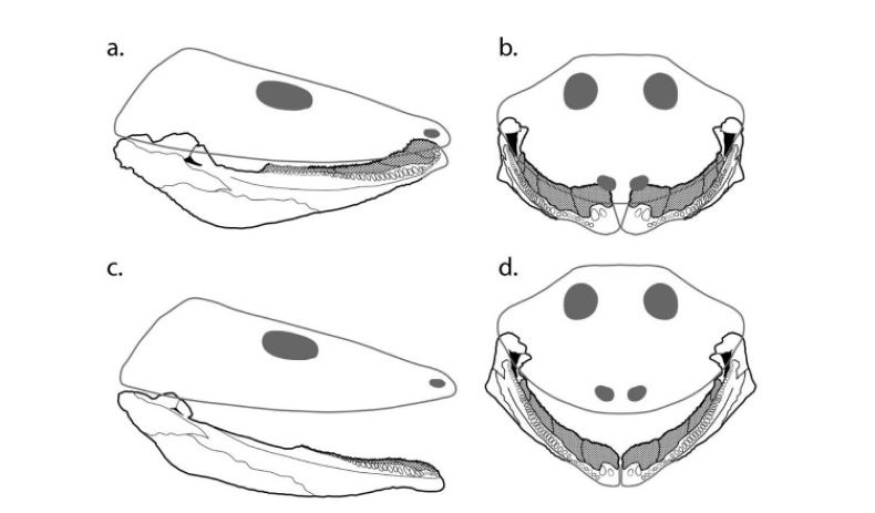 Ilustração mostra o movimento da mandíbula do Tanyka.