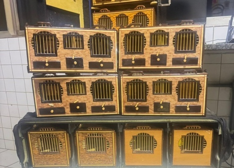 PRF apreende canários-da-terra transportados sem autorização na BR-316, em Picos.