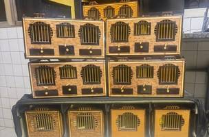 PRF apreende canários-da-terra transportados sem autorização na BR-316, em Picos. (Foto: Divulgação/ PRF-PI)