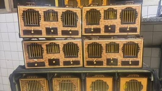 PRF apreende canários-da-terra transportados sem autorização na BR-316, em Picos