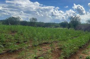 Área de cerca de 3,5 hectares tinha sistema de irrigação e equipamentos para preparo da droga. (Foto: Divulgação/ PF)