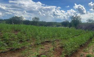Plantação de maconha com estrutura de produção é destruída no Sul do Piauí; três são presos