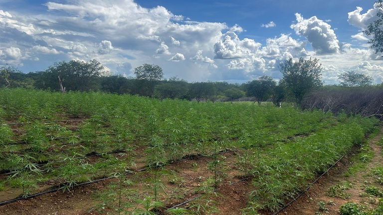 Plantação de maconha com estrutura de produção é destruída no Sul do Piauí.