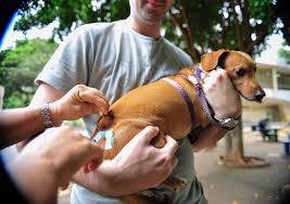 Cinomose: como deve ser feita a prevenção da doença nos pets?