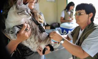 Campanha contra raiva vacina cães e gatos neste sábado em Teresina