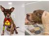 Cachorro arrastado por carro em Teresina segue em recuperação; suspeito responde em liberdade