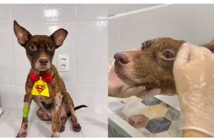 Cachorro resgatado. (Foto: Reprodução/Redes Sociais)