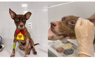 Castanha: cachorro arrastado por carro em Teresina apresenta melhora e segue em tratamento