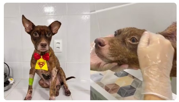 Cachorro resgatado.