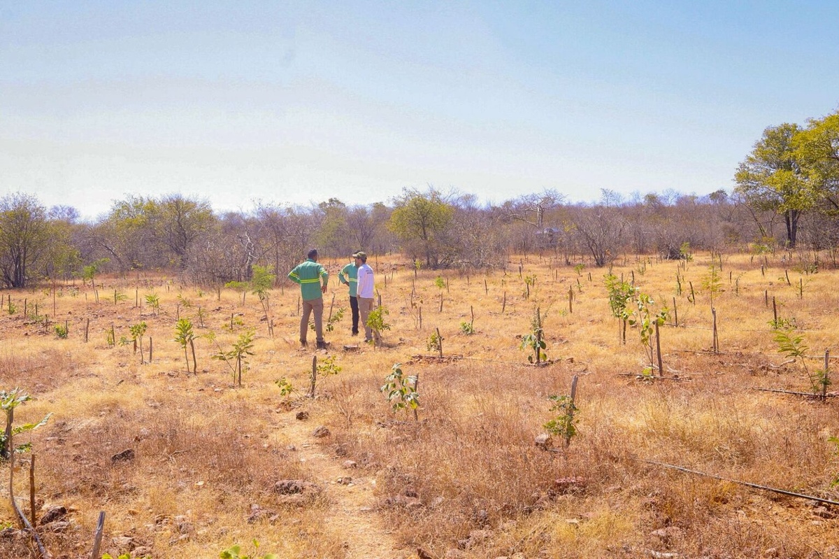 El Niño avança e aumenta risco de queimadas no Piauí.