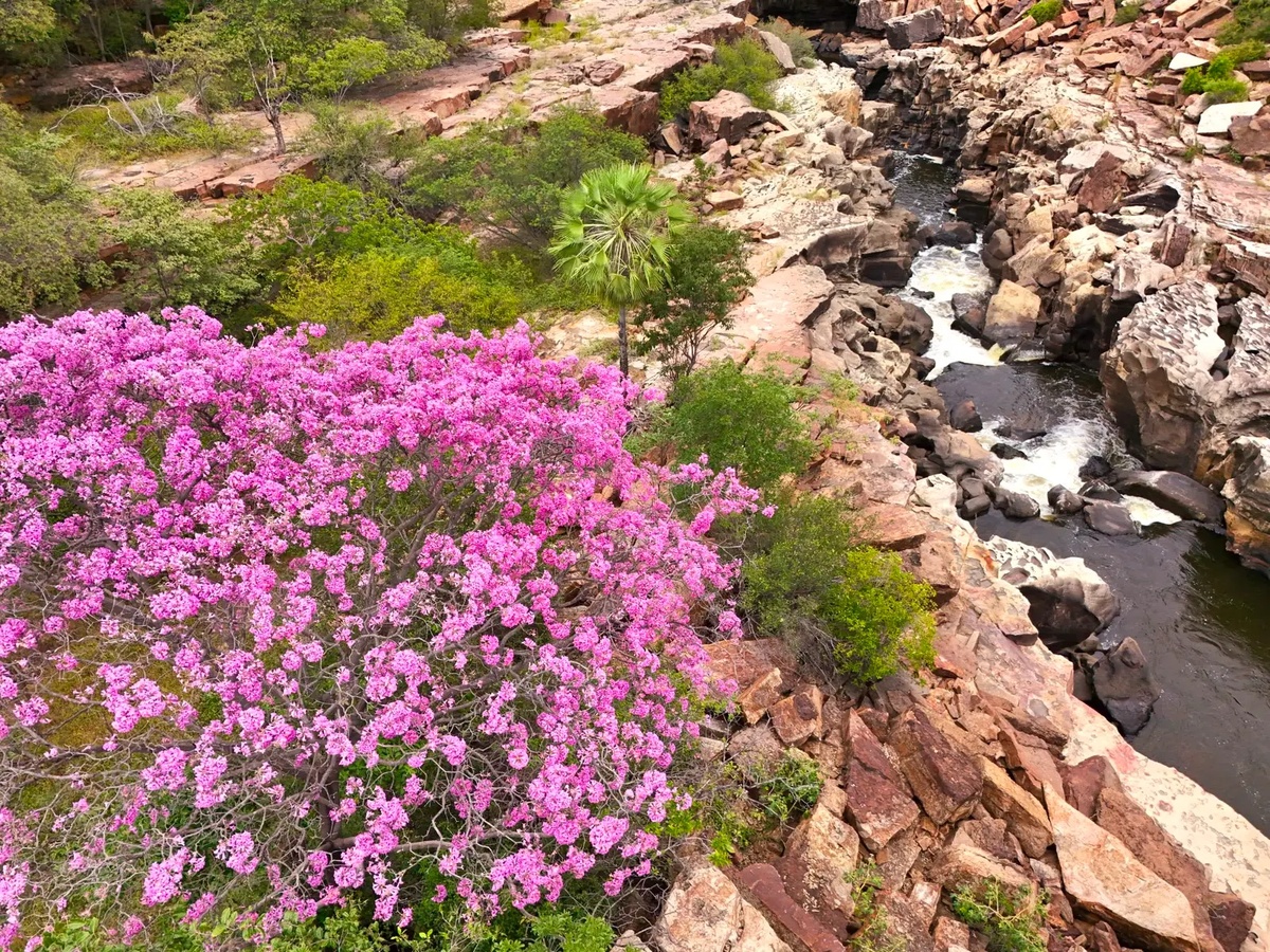 Florada dos ipês transforma Cânion do Rio Poti.