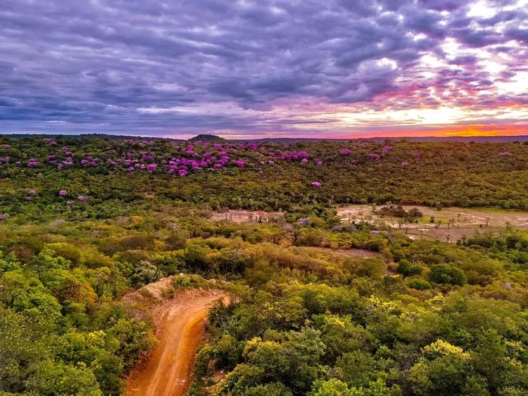 Piauí Florido