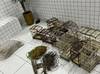 Polícia encontra 40 aves silvestres em casa no Norte do Piauí