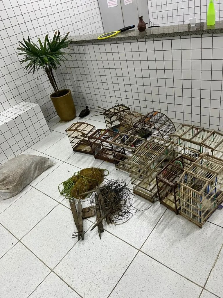 Polícia encontra 40 aves silvestres em casa no Norte do Piauí.