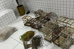 Polícia encontra 40 aves silvestres em casa no Norte do Piauí. (Foto: Divulgação/ SSP-PI)