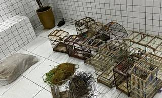 Polícia encontra 40 aves silvestres em casa no Norte do Piauí