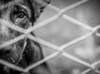 Polícia passa a usar drones e IA para investigar maus-tratos a animais