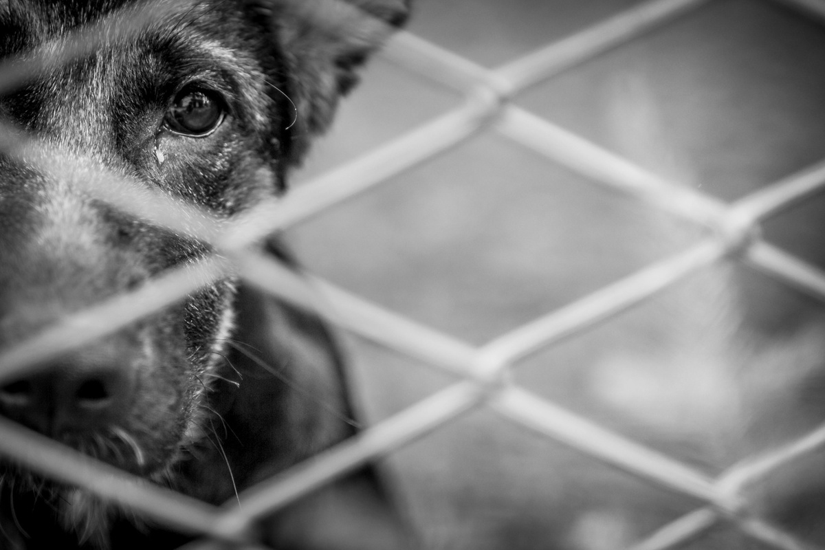 Polícia passa a usar drones e IA para investigar maus-tratos a animais.
