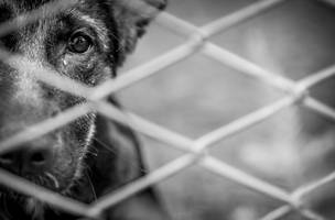 Polícia passa a usar drones e IA para investigar maus-tratos a animais. (Foto: Reprodução/ Internet)