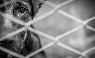 Polícia passa a usar drones e IA para investigar maus-tratos a animais